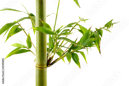 Tropical green fresh bamboo shoots