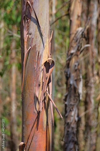 Eukalyptus - eucalyptus 13 photo