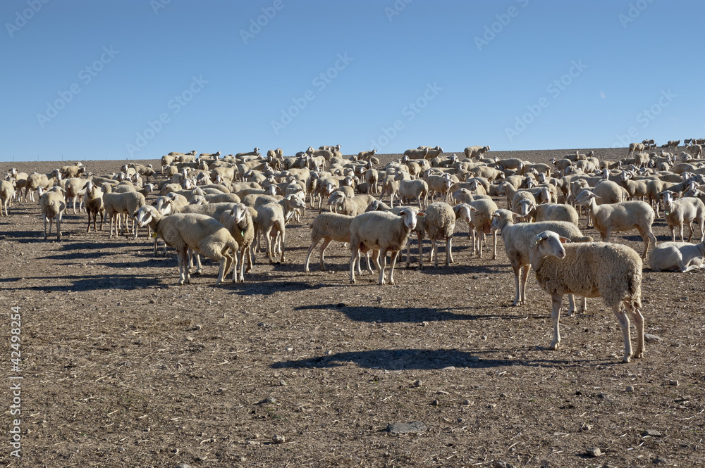 Flock of sheep in an agricultural landscape in  Spain