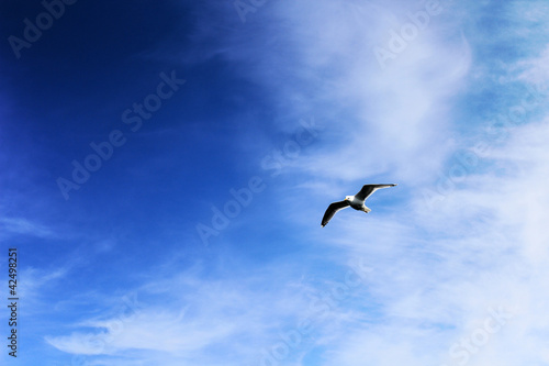 blue deep sky and seagull