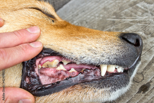 Inspecting Dog teeth