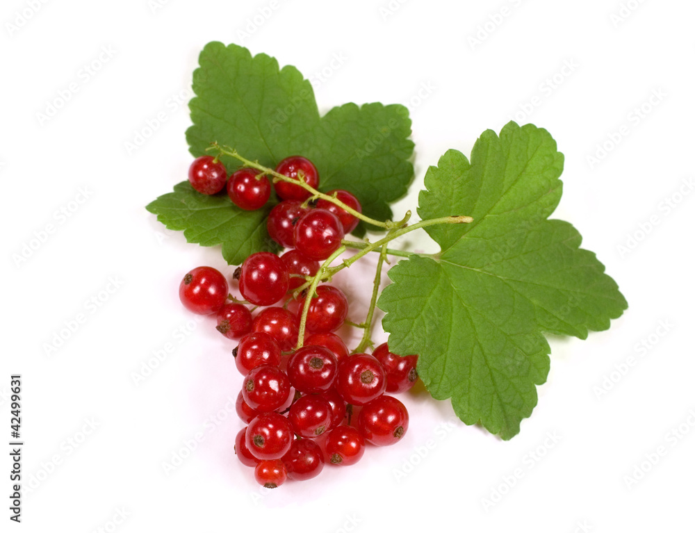 red currant red currant