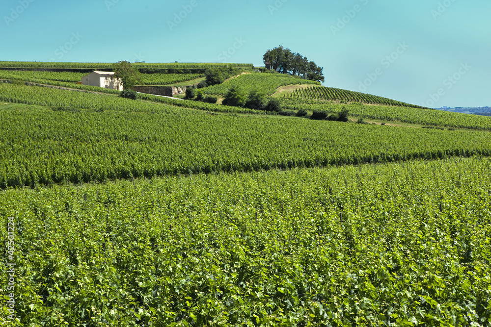 Vigne, vin, vignoble, Saint-Emilion, paysage, campagne Vigne, vin, vignoble, Saint-Emilion, paysage, campagne
