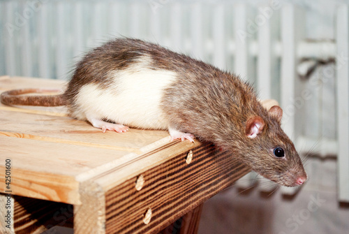 Rat tries to jump from the chair