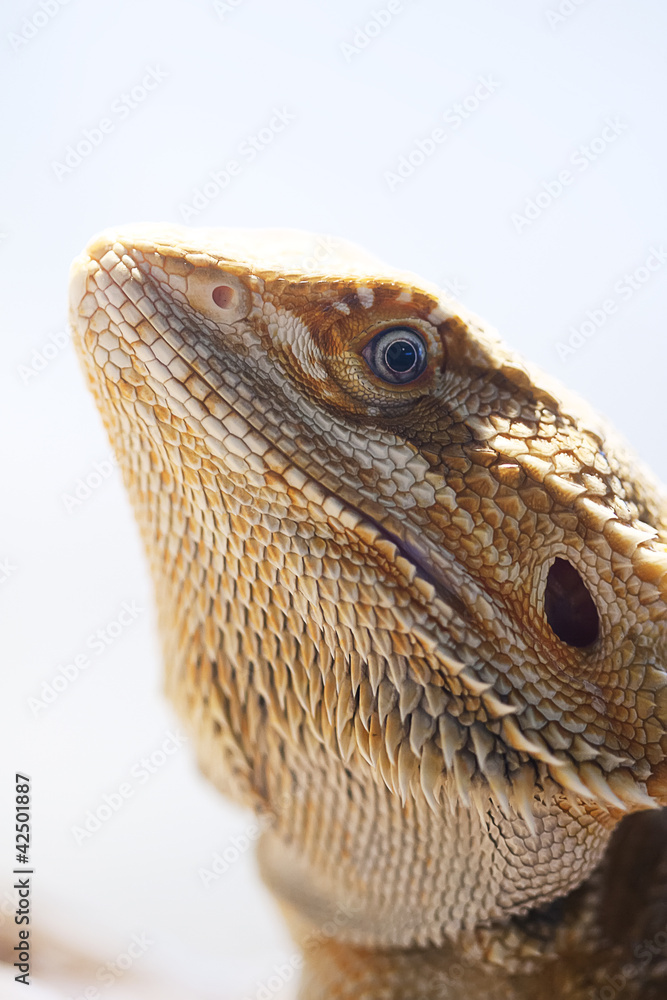 Bearded dragon inside a vivarium photographed in portrait Bearded dragon inside a vivarium photographed in portrait