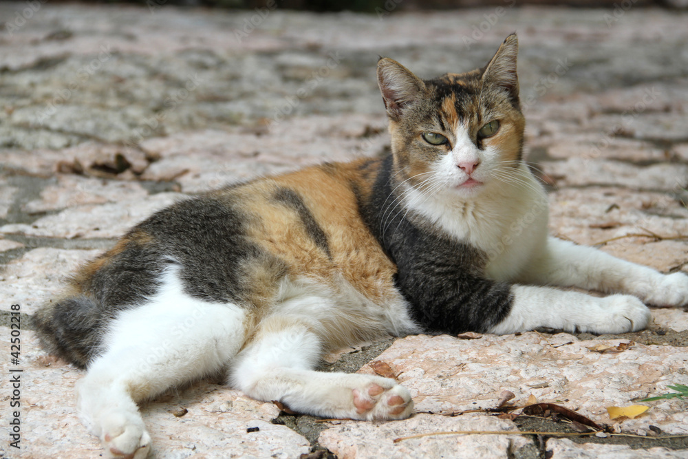 Katze in Italien