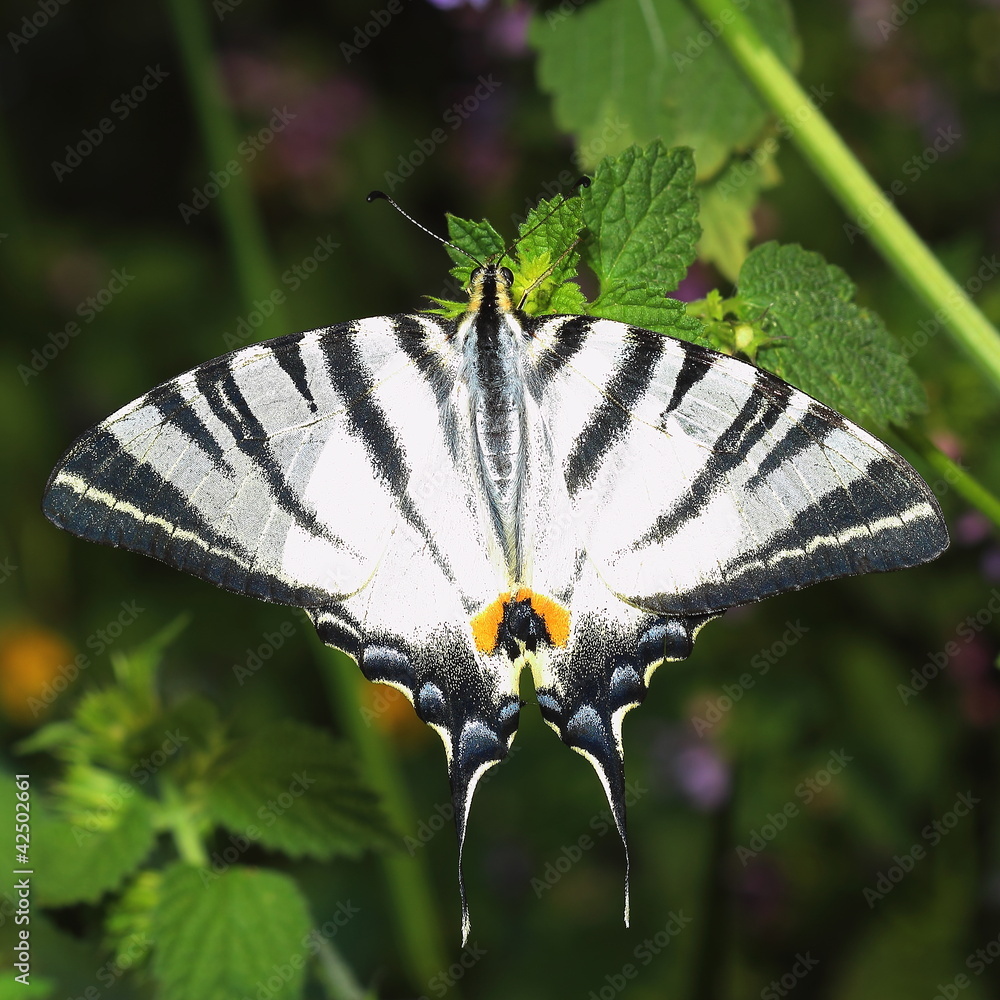 Scarce Swallowtail (Iphiclides podalirius). Close-up Scarce Swallowtail (Iphiclides podalirius). Close-up