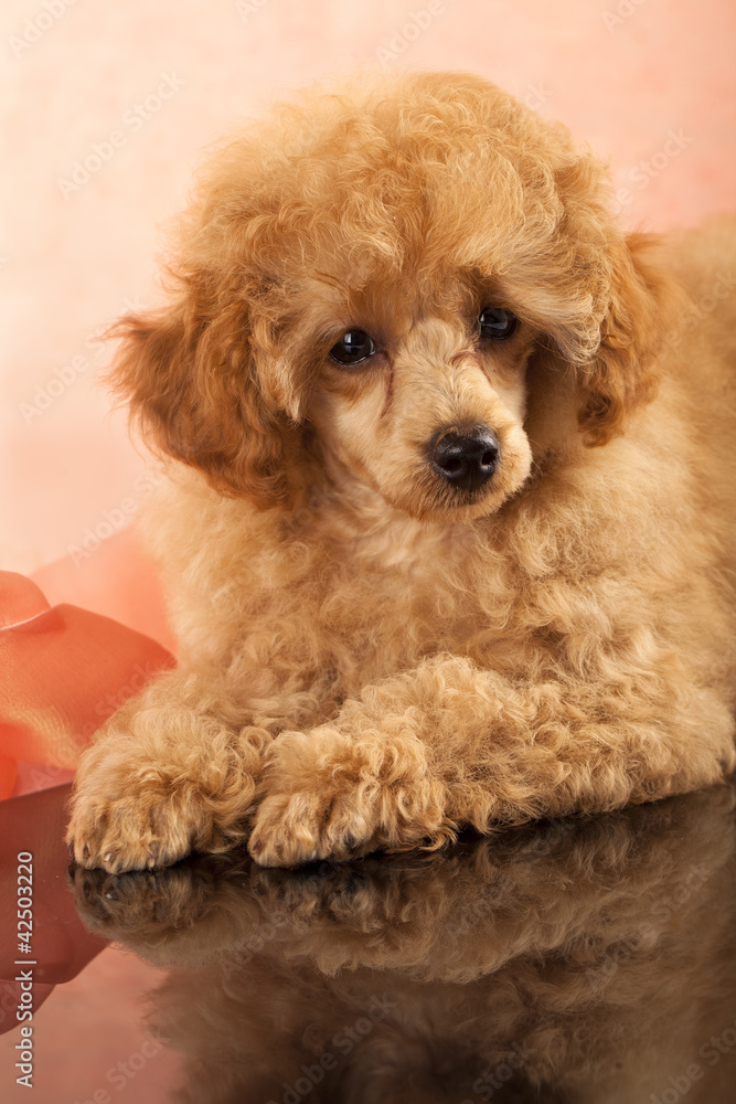 Red Toy Poodle puppies Red Toy Poodle puppies