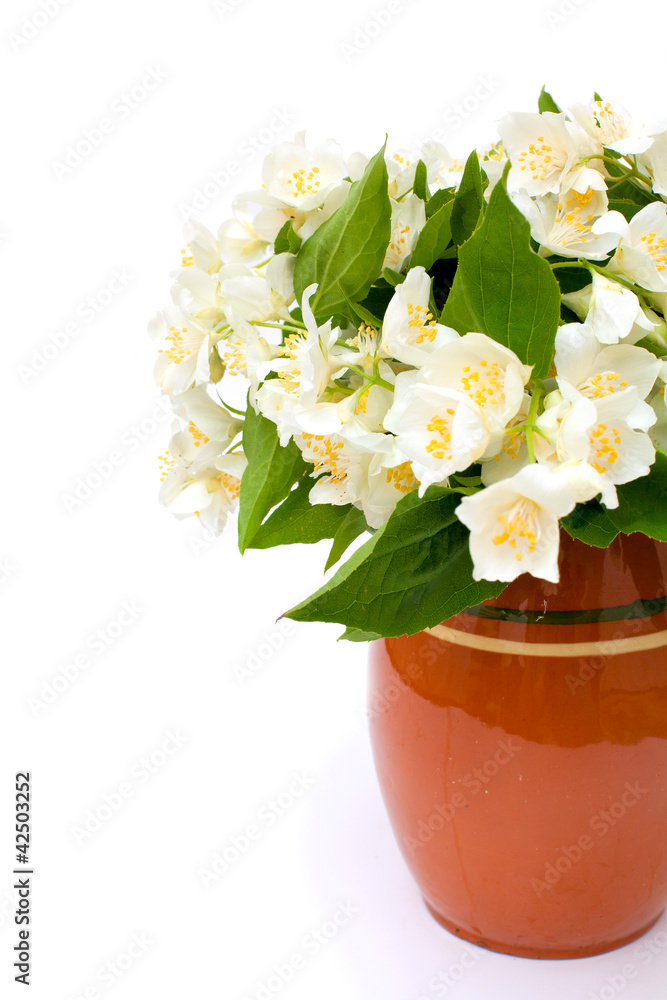 jasmine flowers