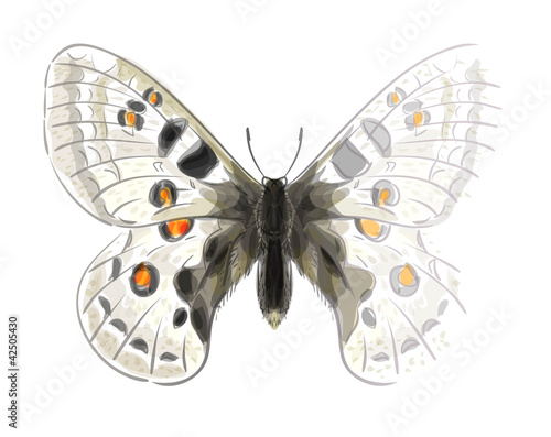 Butterfly Parnassius Apollonius. Unfinished Watercolor drawing i