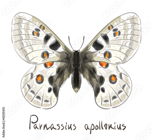 Butterfly Parnassius Apollonius.