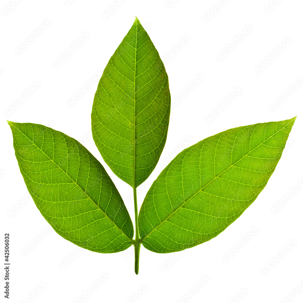 Fototapeta premium Walnut tree leaves