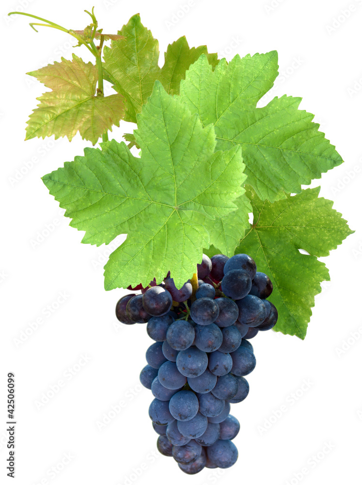 grappe de raisins noirs grappe de raisins noirs
