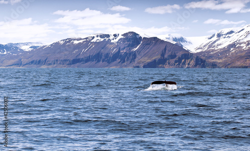A humpback whale's tail © Nazzu