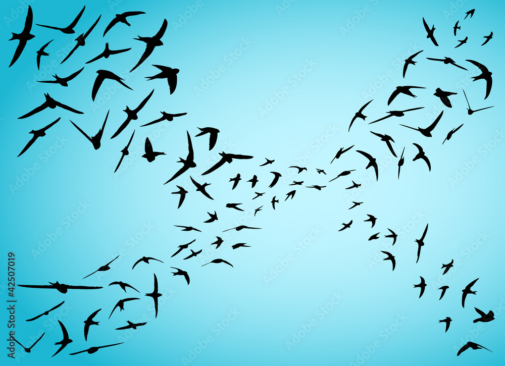 Obraz premium Swifts