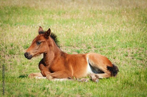 foal