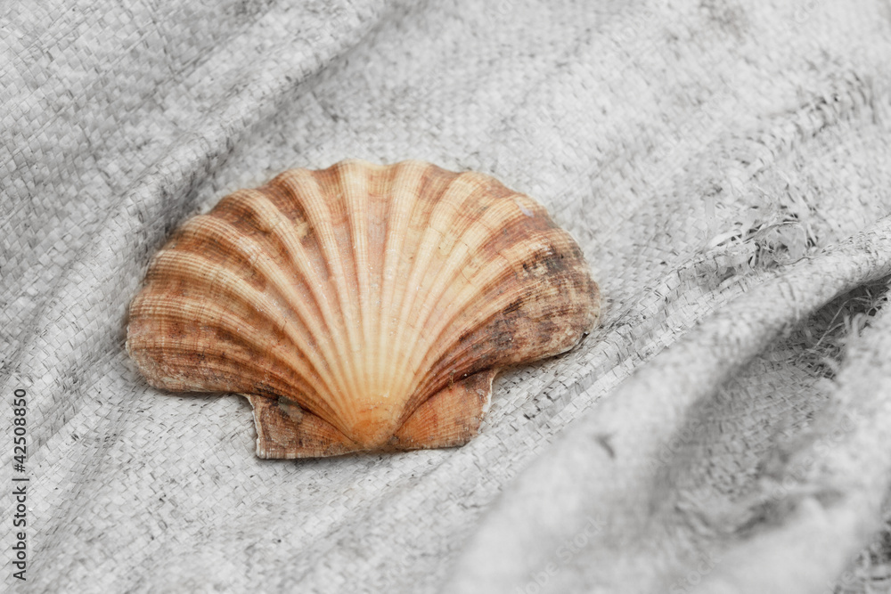 Seashell isolated against black & white Seashell isolated against black & white