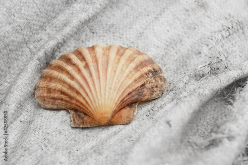 Seashell isolated against black & white