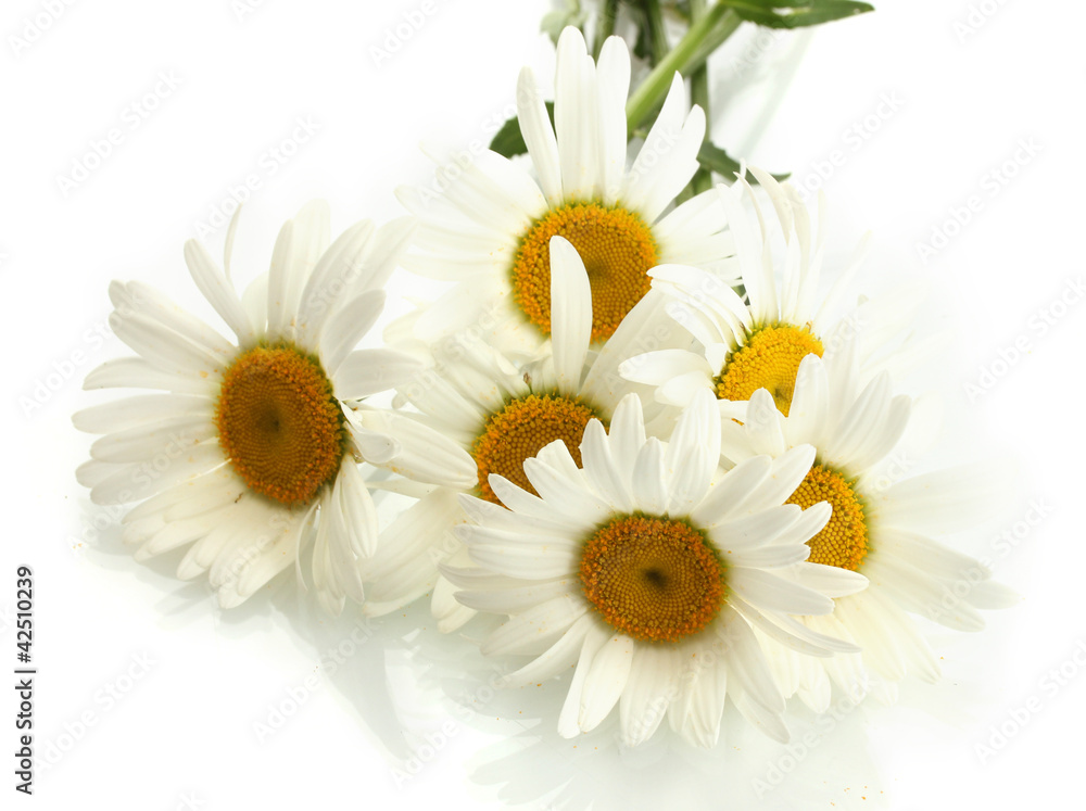 Obraz premium beautiful daisies flowers isolated on white