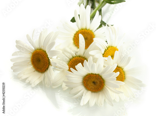 Fototapeta Naklejka Na Ścianę i Meble -  beautiful daisies flowers isolated on white