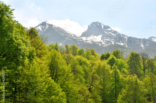 Aibga mountain ridge and spring forest arround  Sochi