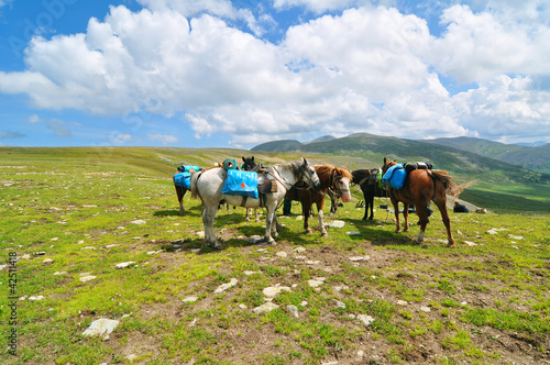 Pack horses in mountains of Altai © catthesun