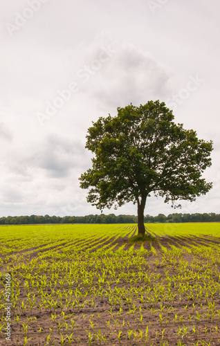 Solitary tree in a silage maize field