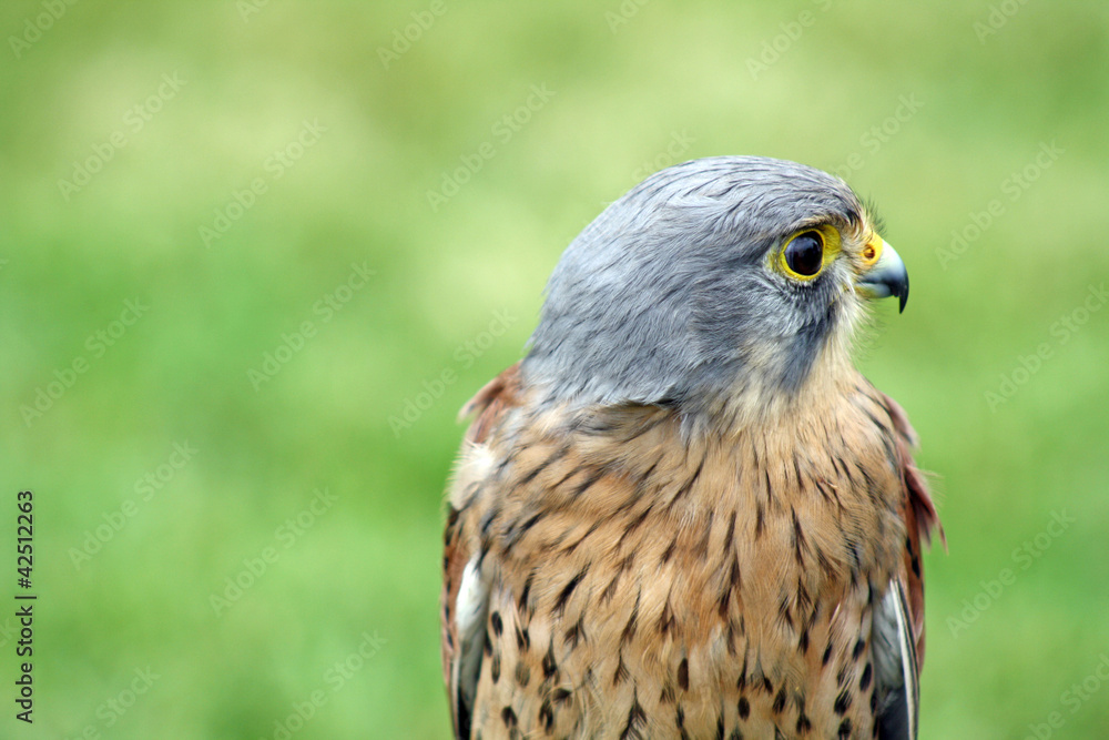 beautiful bird of prey beautiful bird of prey