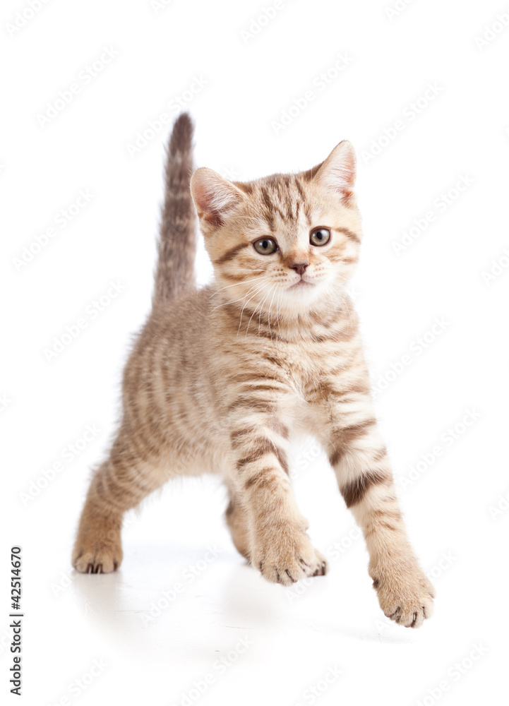 playful cute young cat isolated on white background playful cute young cat isolated on white background
