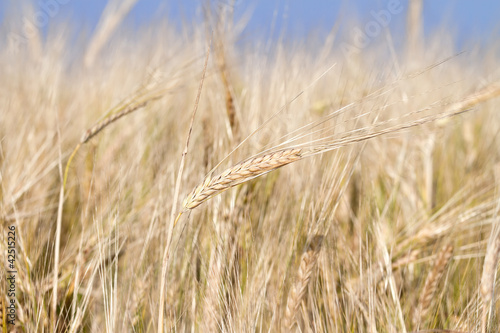 Fields of wheat