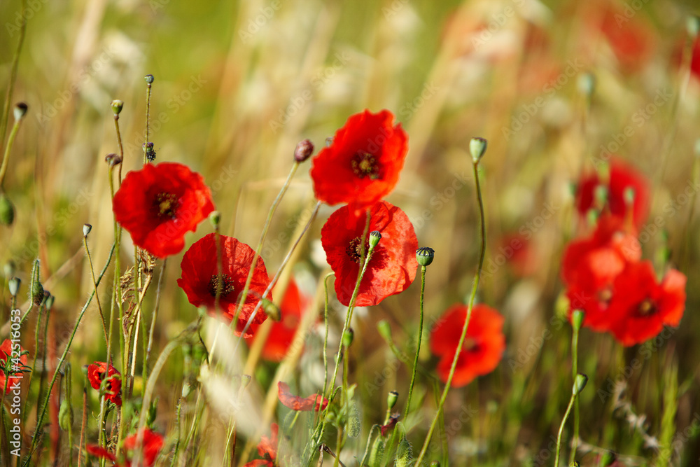 Fototapeta premium Field of poppies