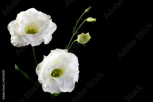 Two beautiful white flower.