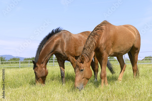 zwei Pferde auf der Weide
