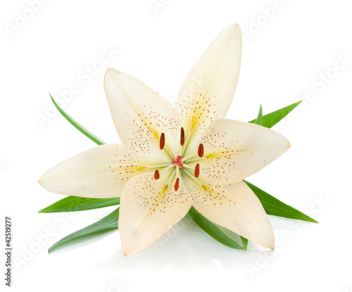 Fototapeta Naklejka Na Ścianę i Meble -  White lily