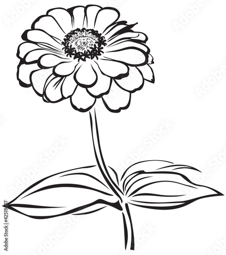 Billede på lærred Zinnia