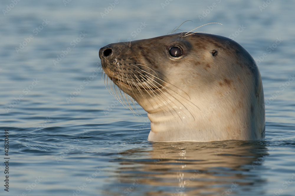 Fototapeta premium Atlantic seal
