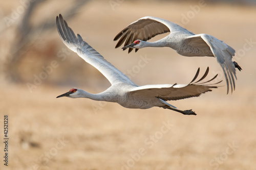 Flying cranes