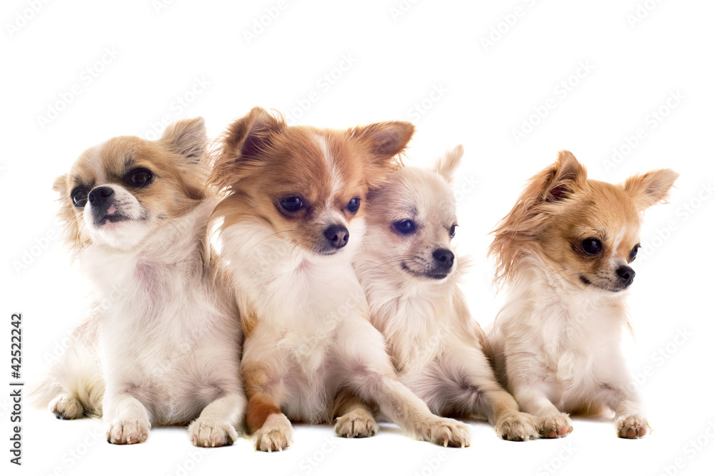 chihuahuas chihuahuas