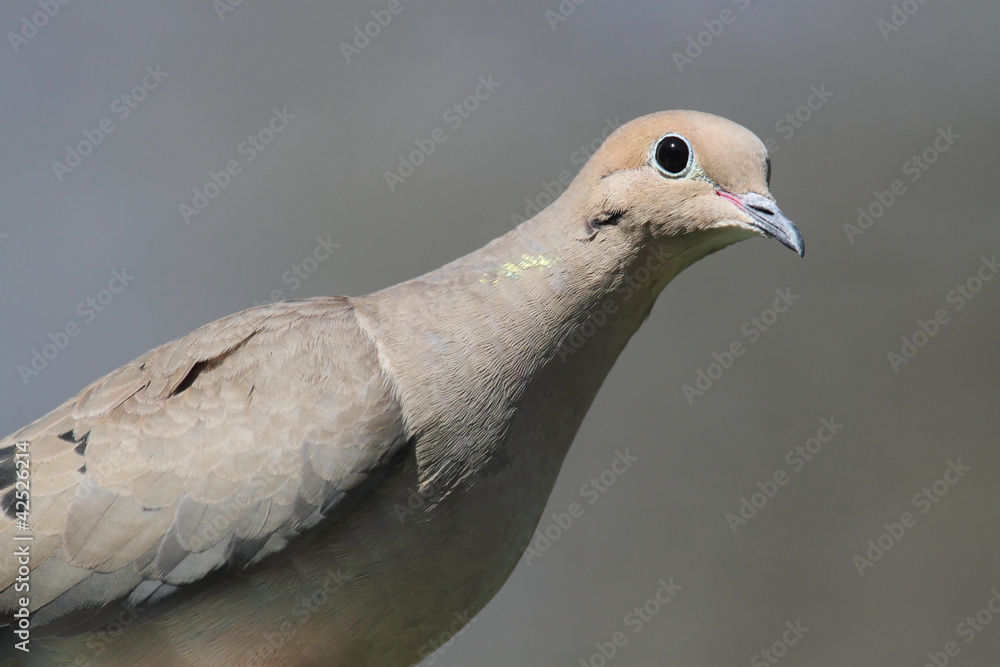 Mourning Dove (Zenaida macroura) Mourning Dove (Zenaida macroura)