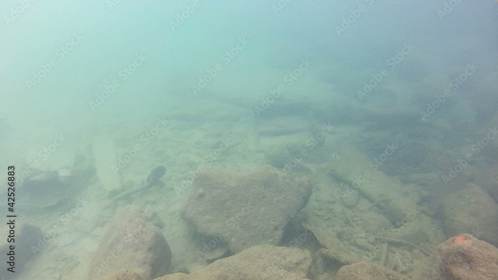 Fish in the water Fish in the water