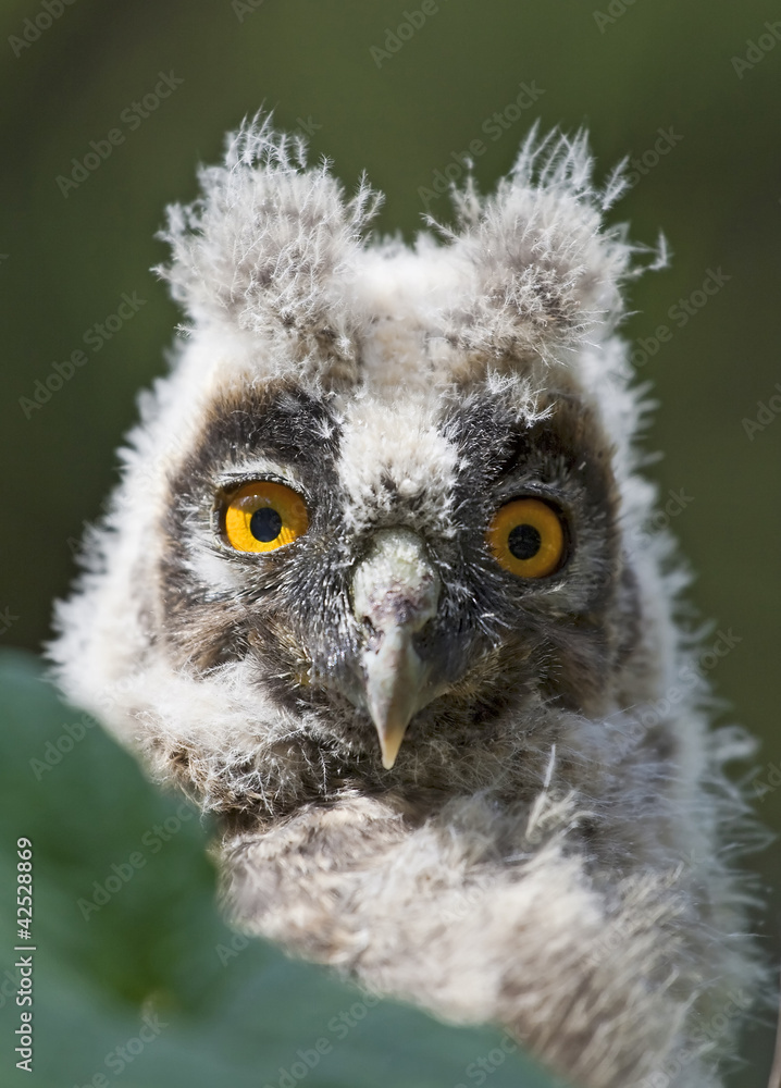 Fototapeta premium Young long-eared owl (Asio otus)