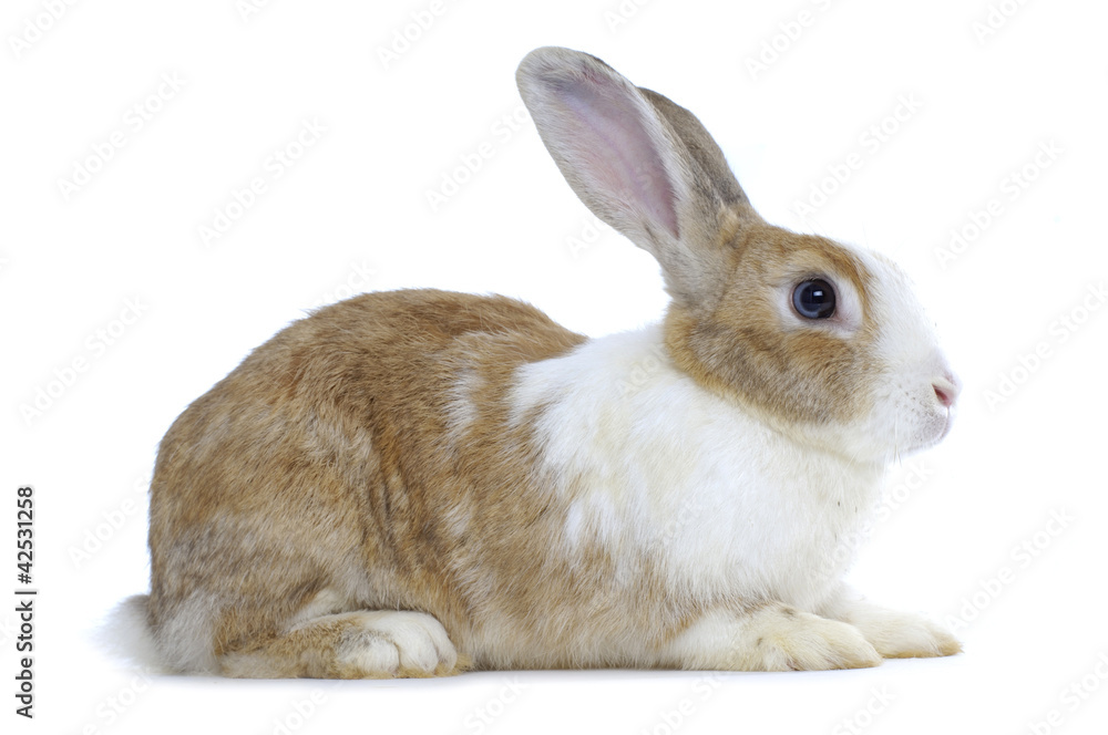 Image of cute rabbit