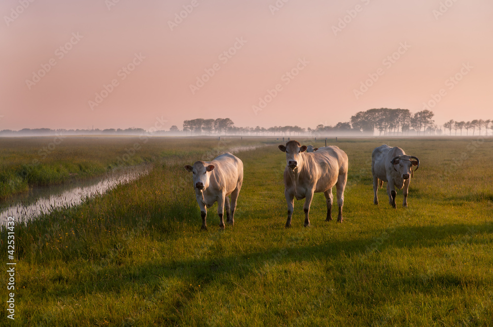 Fototapeta premium Dutch cows on sunrise in fog