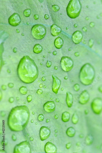 water on green leaf