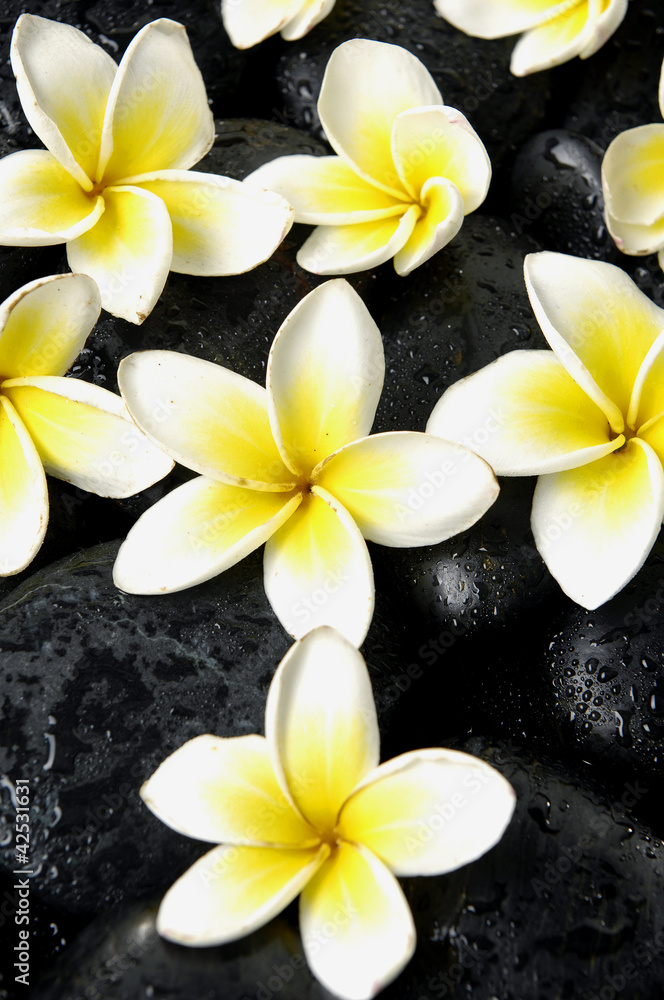 Set of frangipani flower on spa stones Set of frangipani flower on spa stones