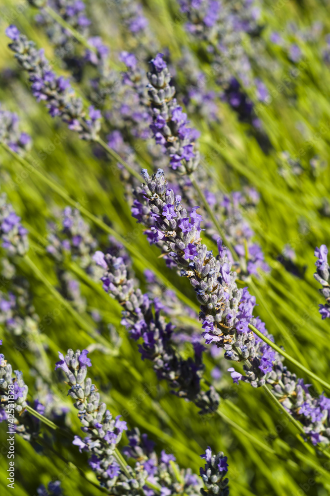 Obraz premium The organic lavender (Lavandula) flower macro