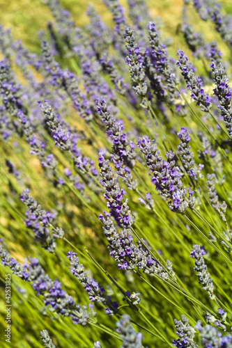 The organic lavender  Lavandula  flower macro