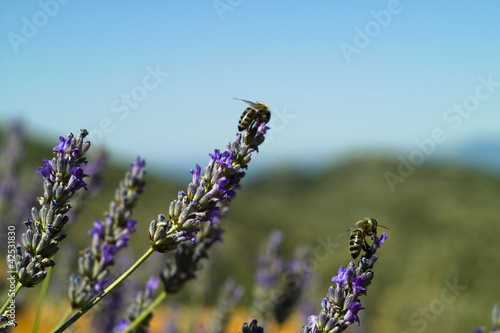 The organic lavender (Lavandula) flower and bees