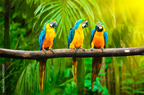 Obraz na płótnie Blue-and-Yellow Macaw
