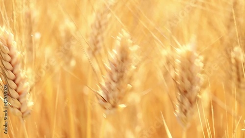 Grano movie